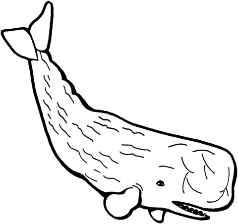 Sperm whale coloring page free printable coloring pages