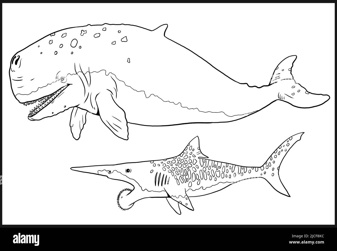 Sperm whale black and white stock photos images