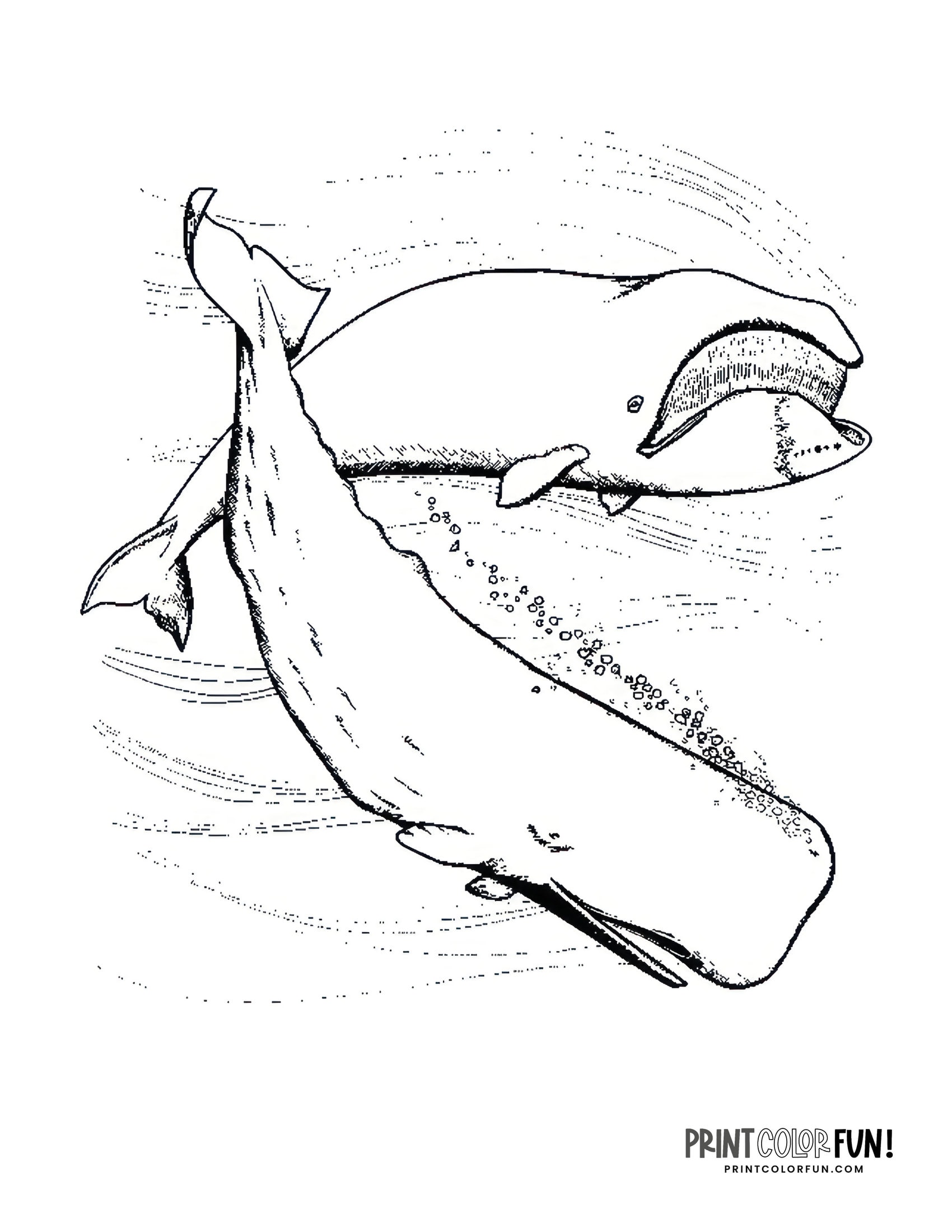 Whale drawings clipart add a splash of creativity fun to learning adventures at
