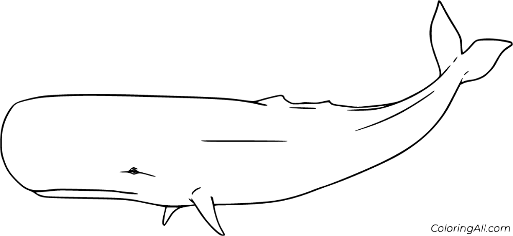 Free printable sperm whale coloring pages in vector format easy to print from any device and automatically fit any pâ whale coloring pages sperm whale whale