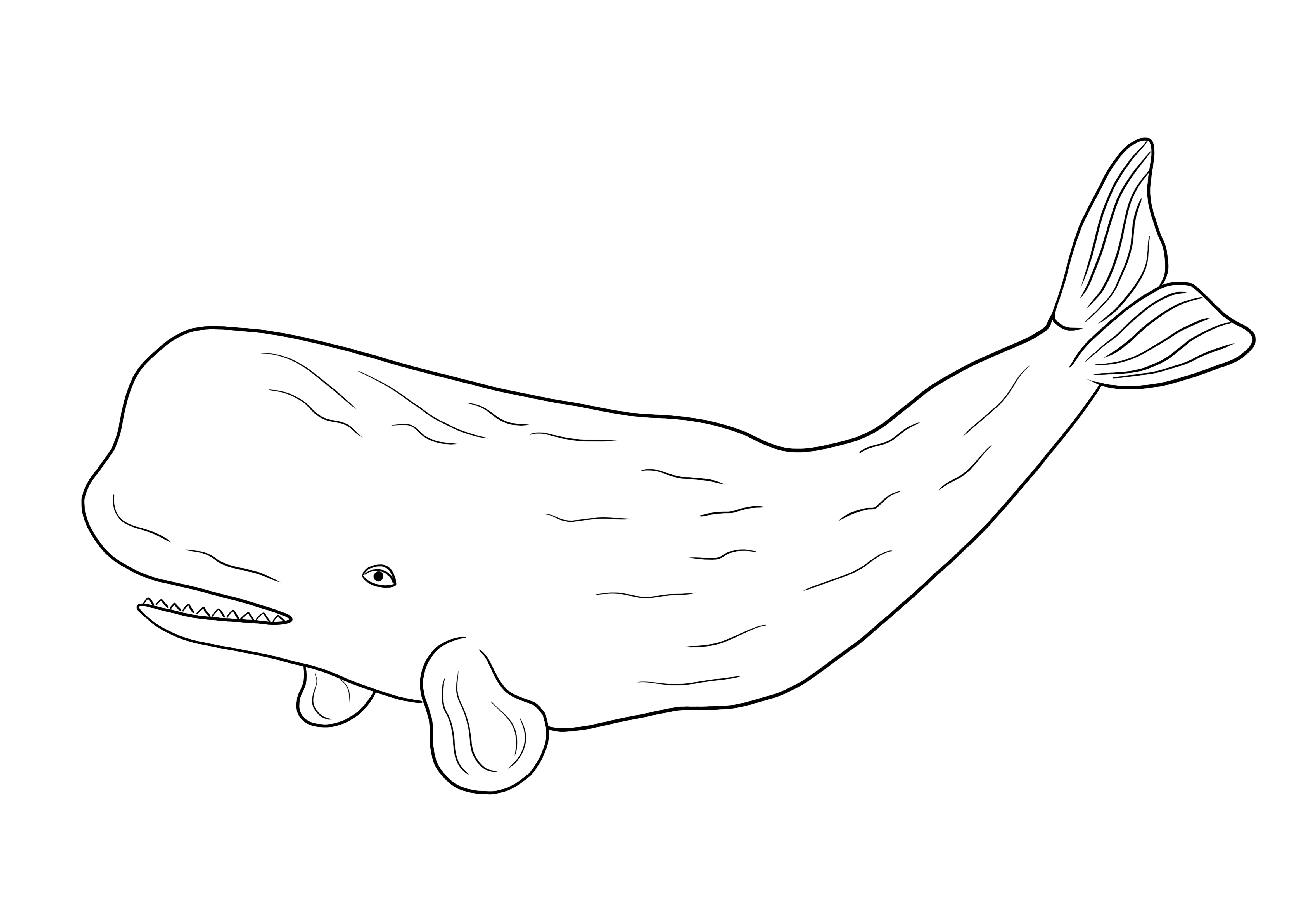 Sperm whale