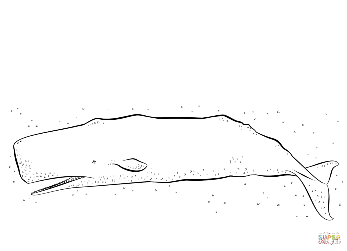 Sperm whale coloring page free printable coloring pages