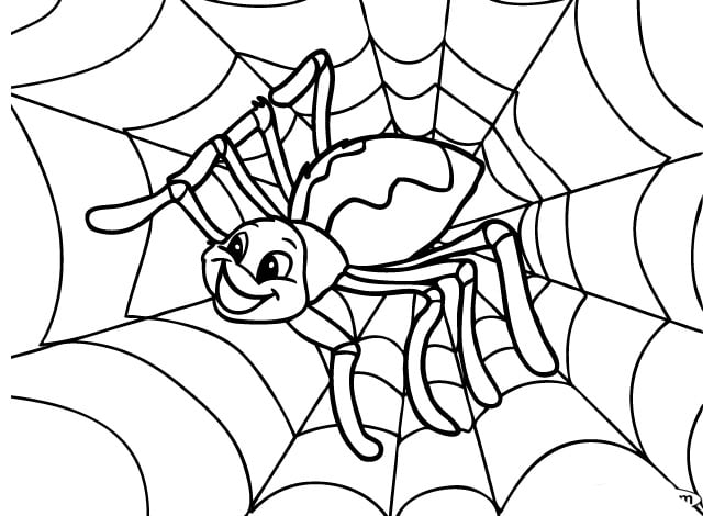 Spider shape