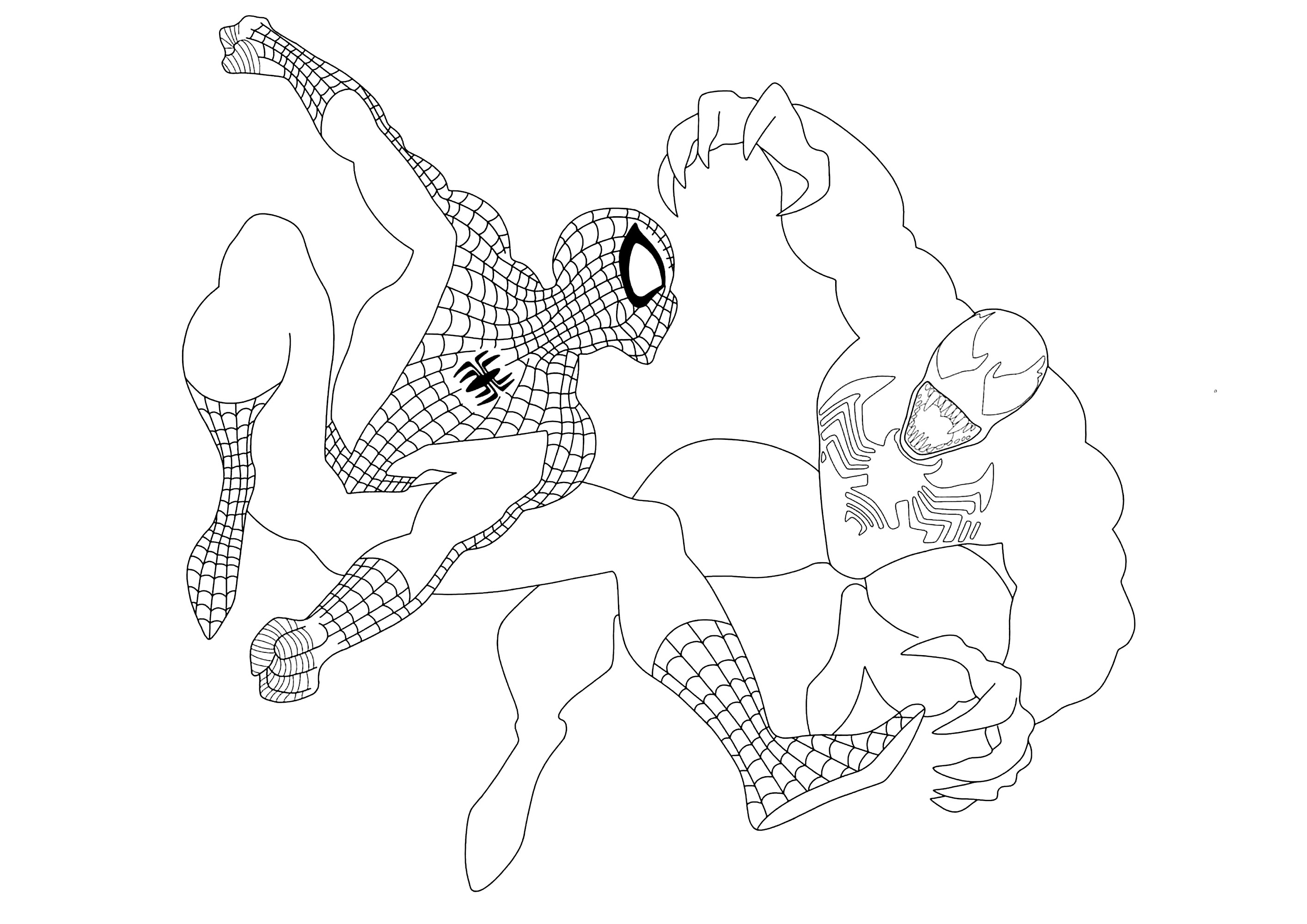 Spider