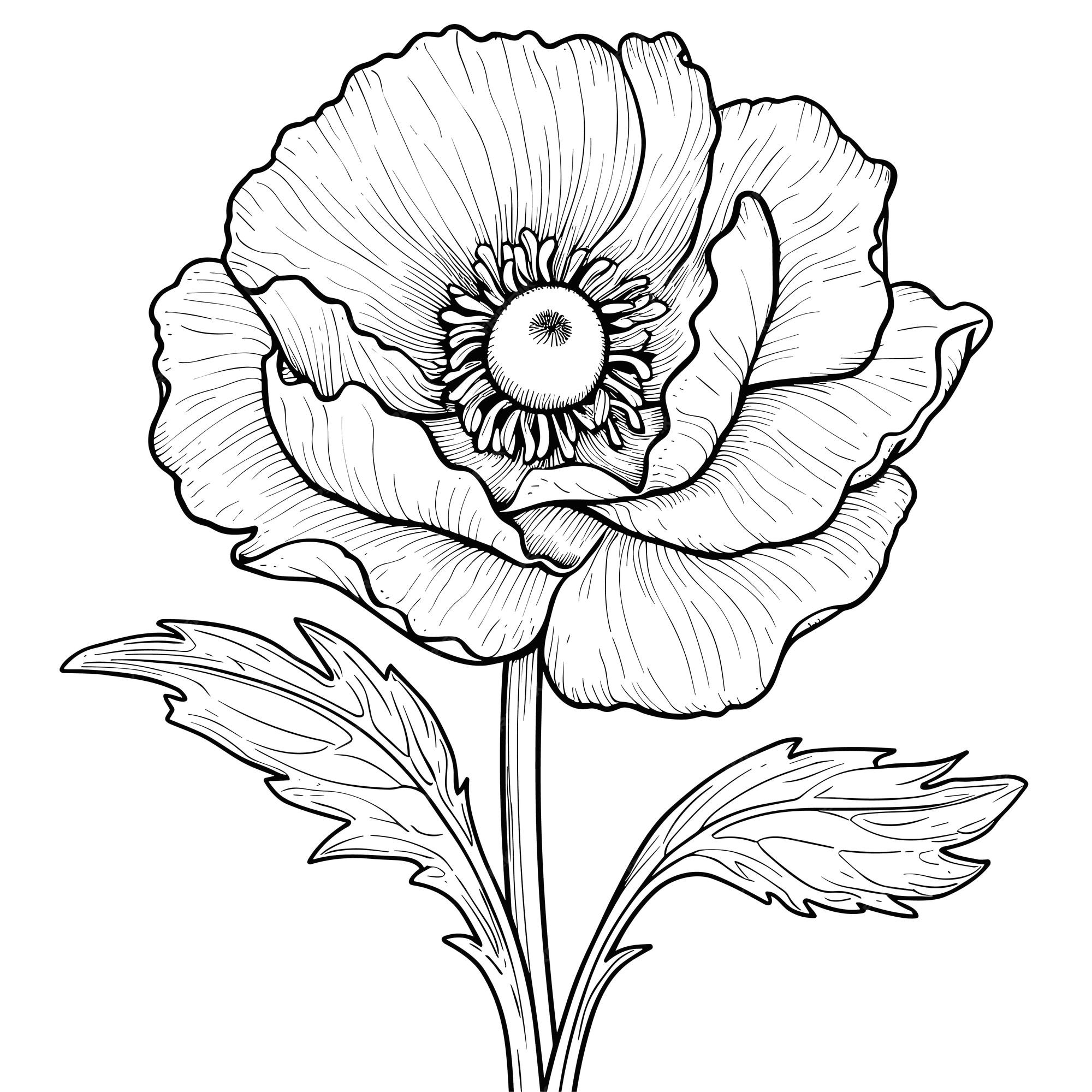 Premium vector spring flower isolated coloring page for kids printable floral black and white
