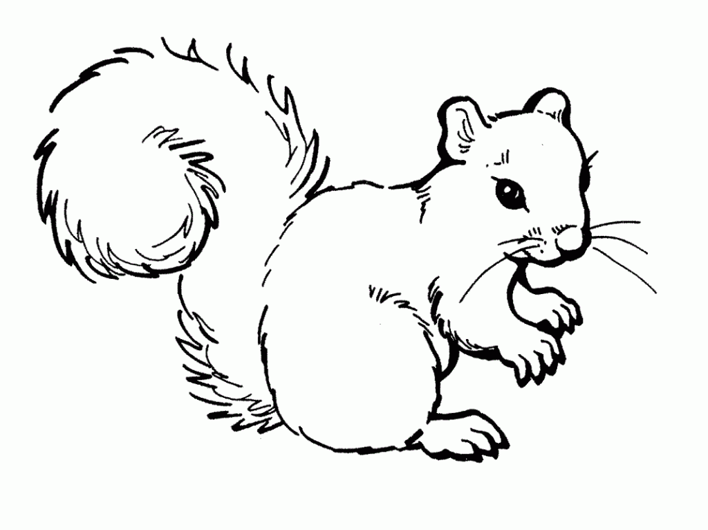 Fun and free printable squirrel coloring pages for kids
