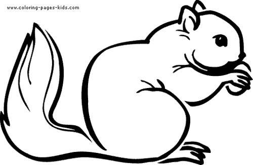 Squirrel