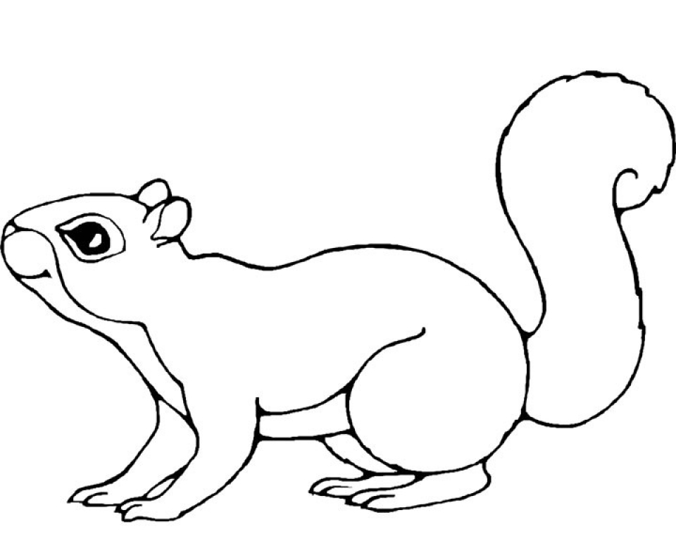 Get this printable squirrel coloring pages for kids prtr