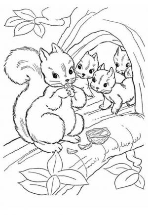 Free printable squirrel coloring pages for adults and kids