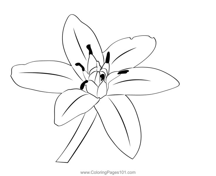 Star of bethlehem colorg page star of bethlehem colorg pages colorg pages for kids