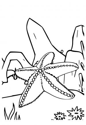 Free printable starfish coloring pages for adults and kids