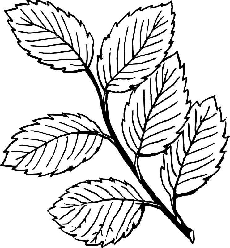Free printable leaf coloring pages for kids