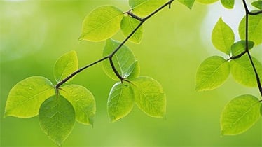 Leaf printable leaf s