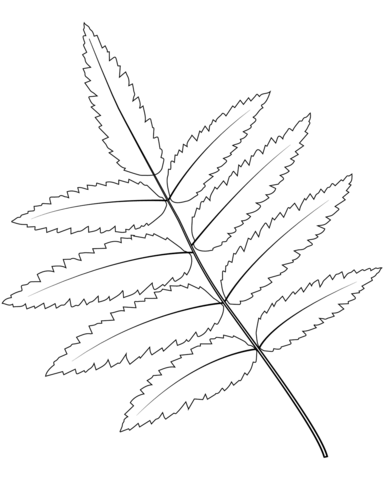 Rowan tree leaf coloring page free printable coloring pages
