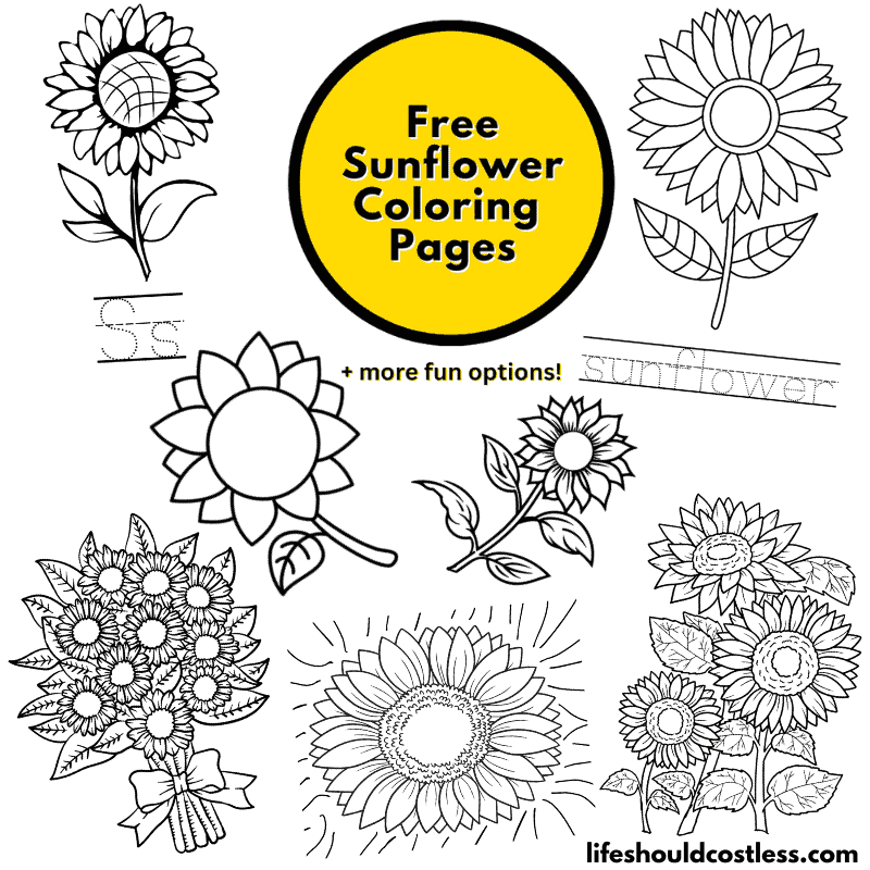 Sunflower coloring pages free printable pdf templates