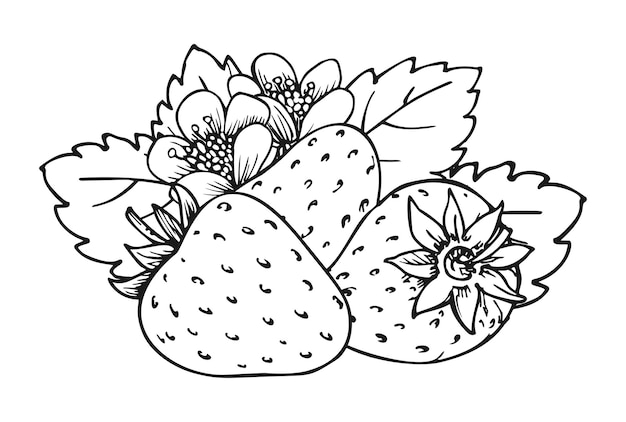 Premium vector ripe strawberry hand drawn summer harvest coloring page realistic whole berries with leaves and blossom flowers healthy vegetarian food farm fresh eco sweet fruits closeup isolated on white