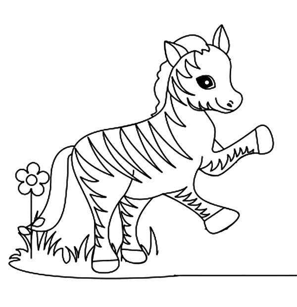 Coloring pages zebraoloring sheet pages free giraffe baby page printable without stripes