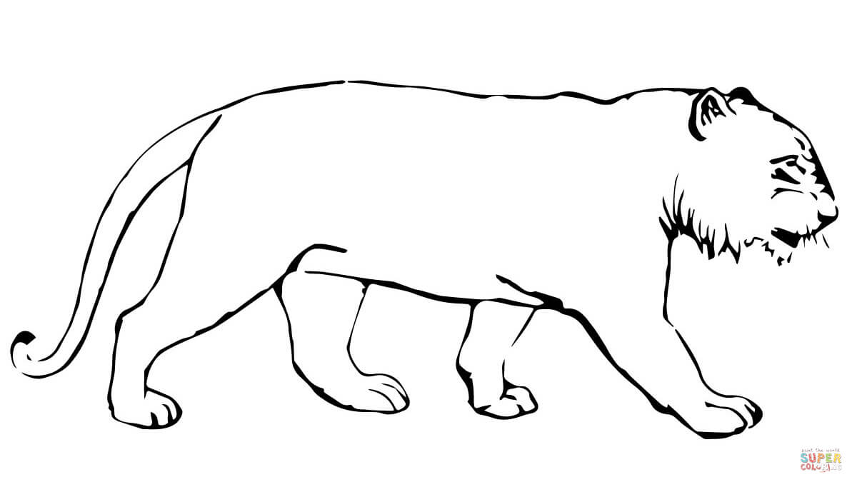 Tiger without stripes coloring page free printable coloring pages
