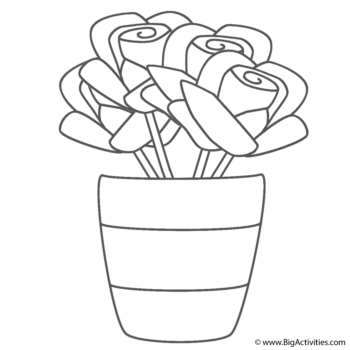 Roses in vase with stripes