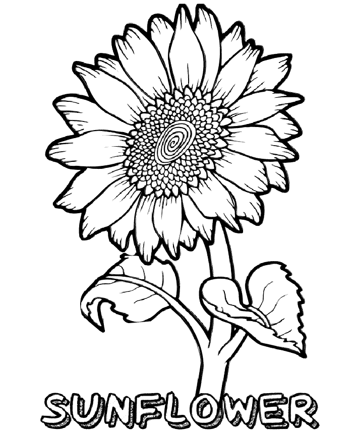 Printable sunflower coloring pages flowers pdfs