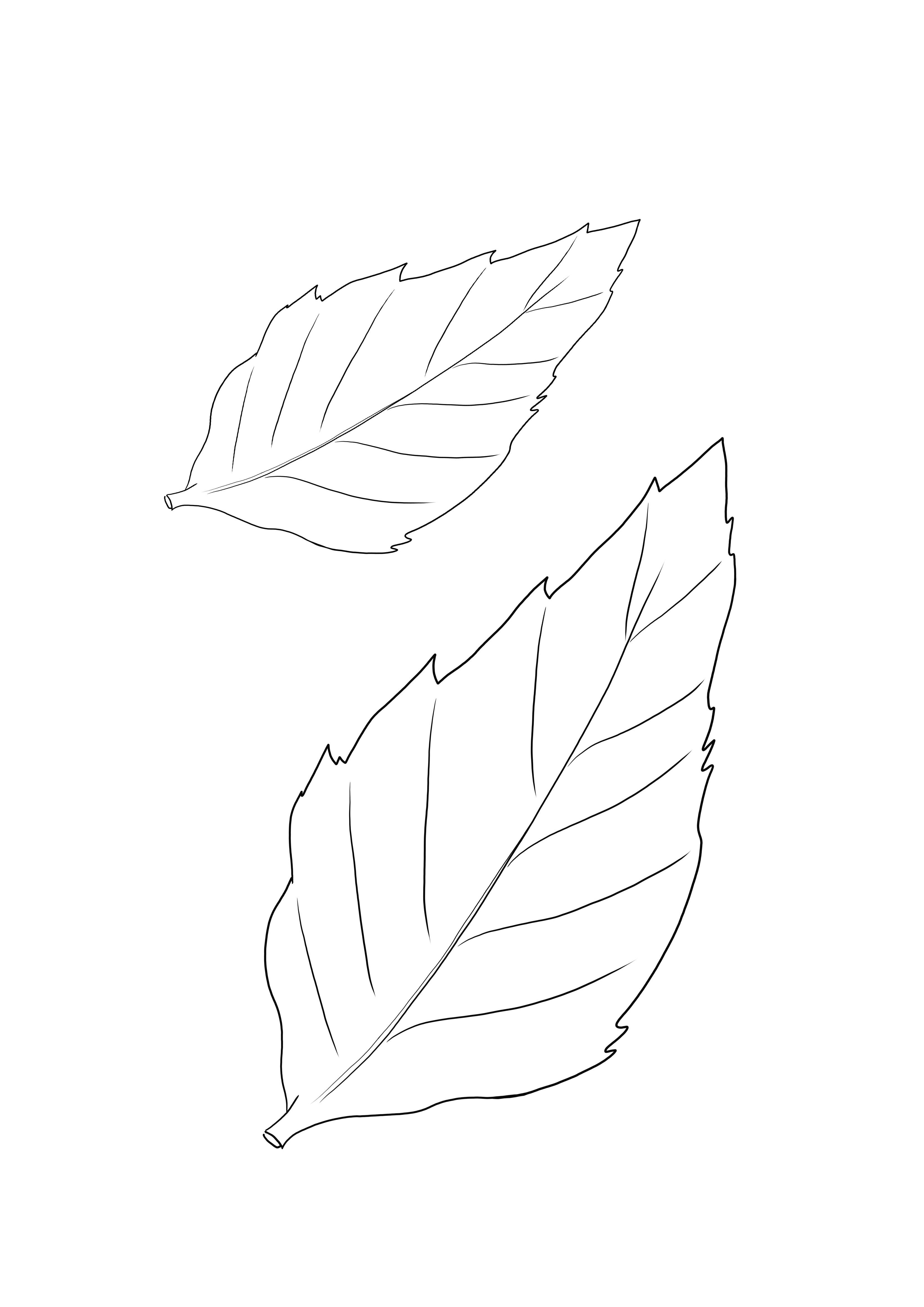 Free printable of a sunflower leaf ready to print and color