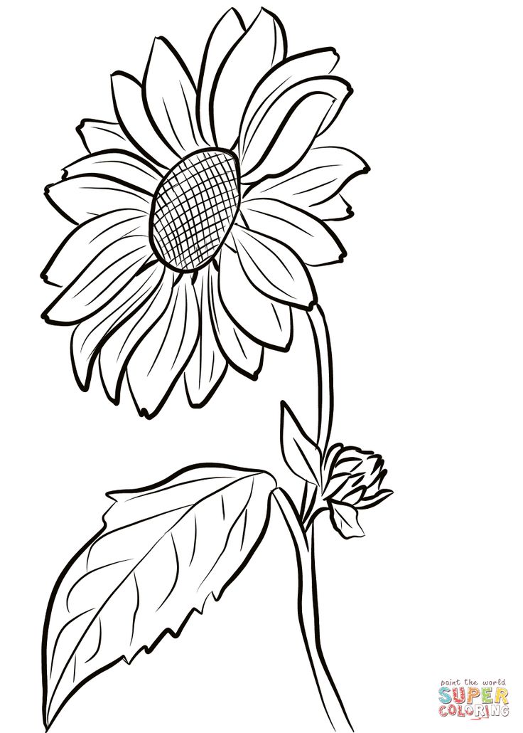 Sunflower coloring page free printable coloring pages sunflower drawing sunflower coloring pages coloring book art