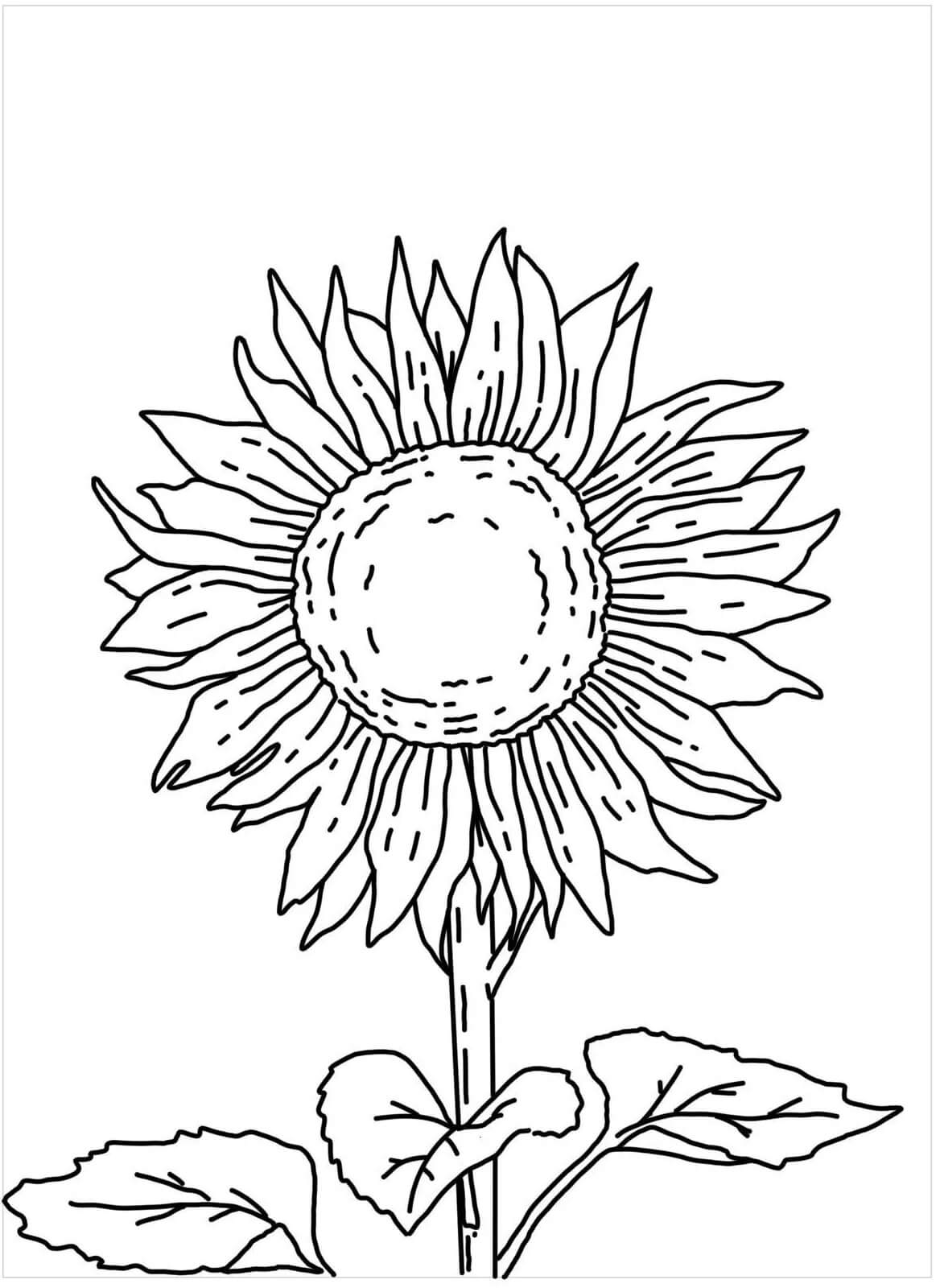 Beautiful sunflower with three leaves coloring page