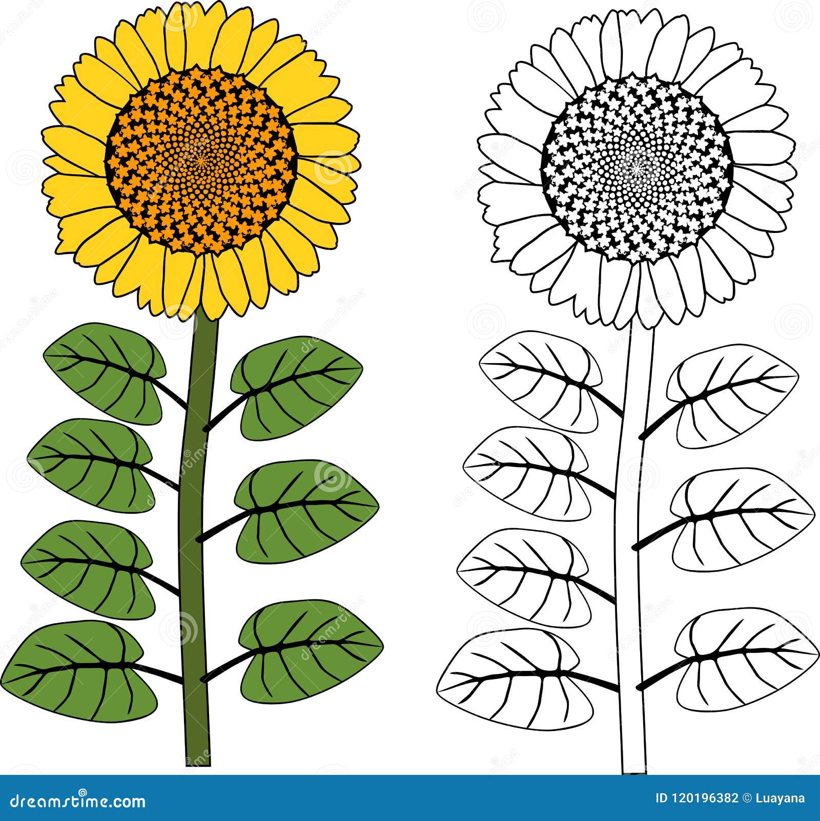 Coloring page sunflower plant with yellow flower and leaves stock vector