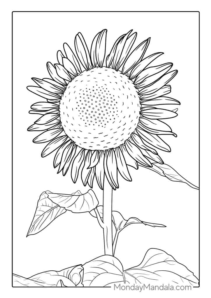 Sunflower coloring pages free pdf printables