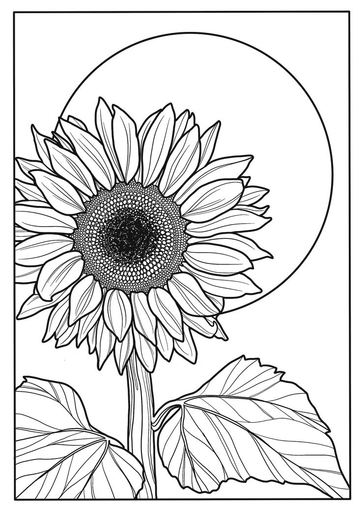 Sunflower a printable colouring page art relaxing instant download