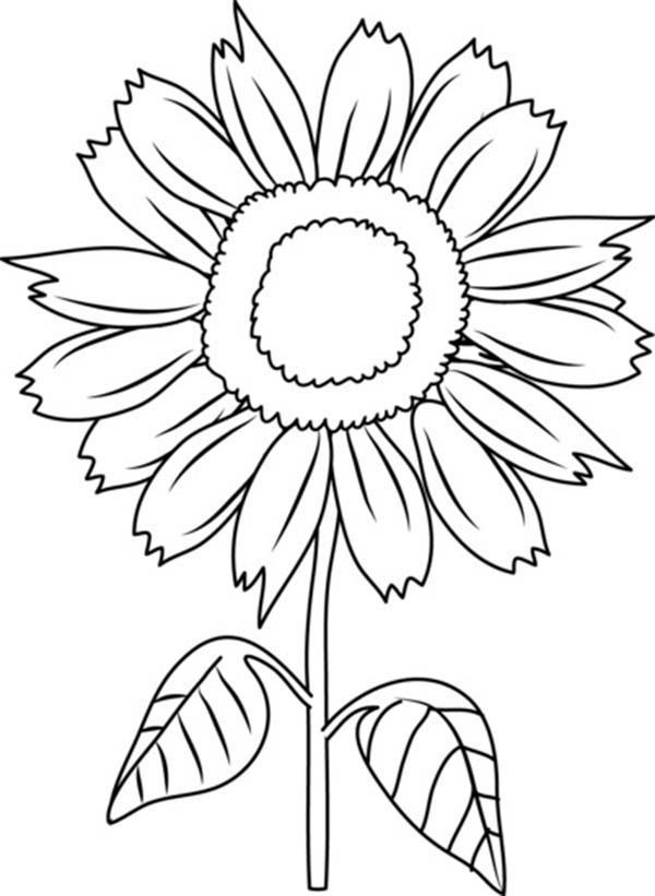 Beautiful sunflower coloring page