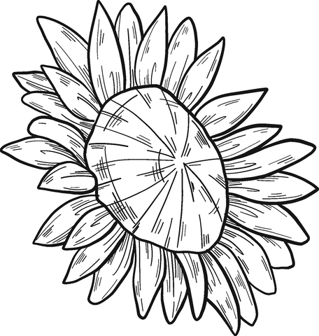 Sunflower coloring pages printable for free download