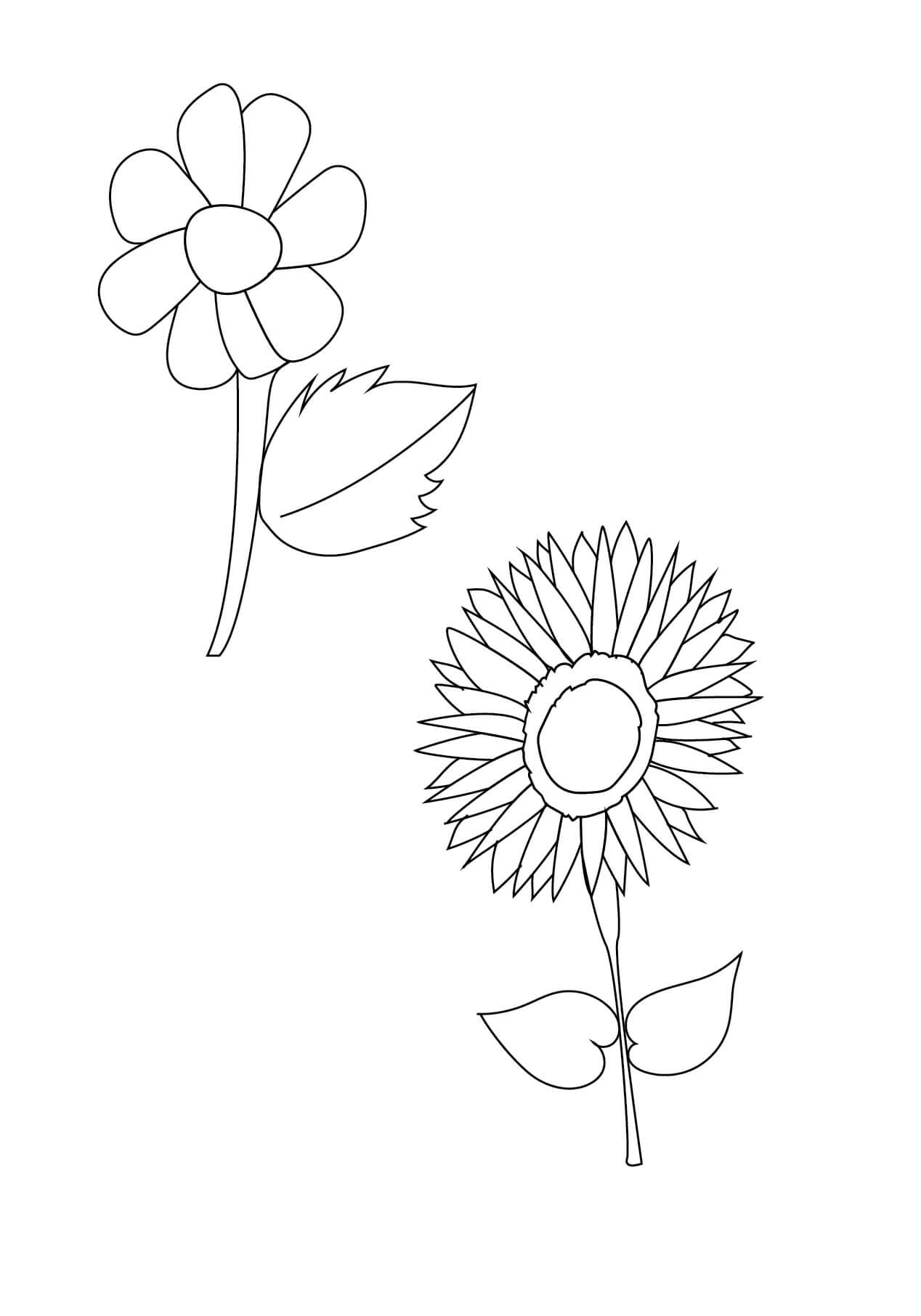 Daisy and sunflower coloring page