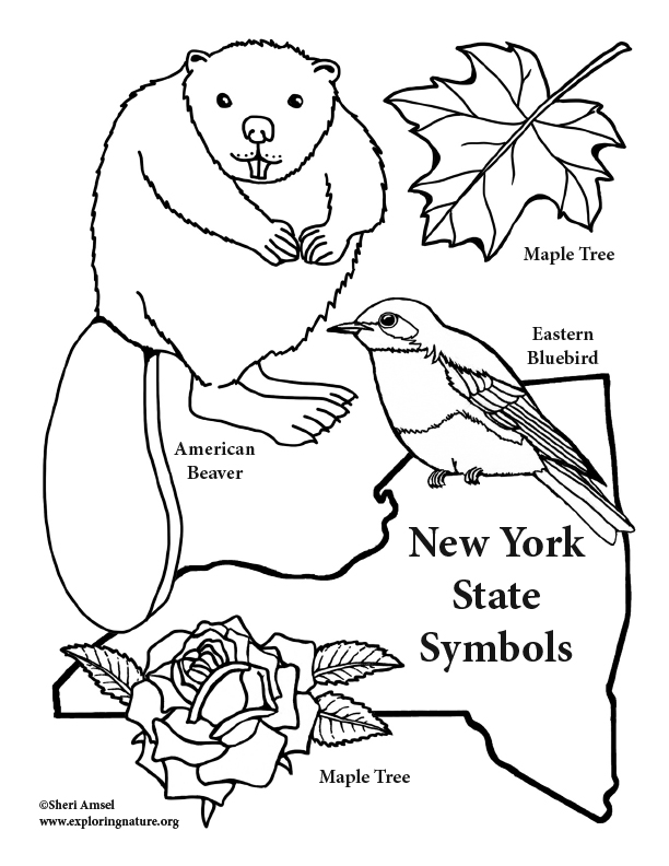 New york state symbols coloring page â coloring nature