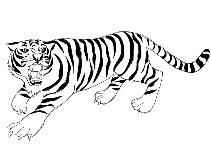 Printable tiger pictures tiger pictures coloring pages bengal tiger picture