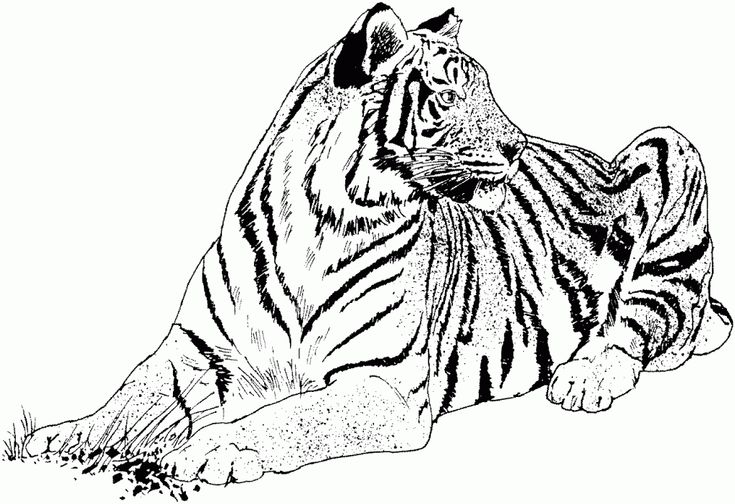 Free printable tiger coloring pages for kids cat coloring page lion coloring pages tiger pictures