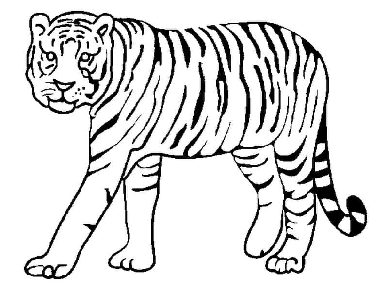 Tiger for free coloring page