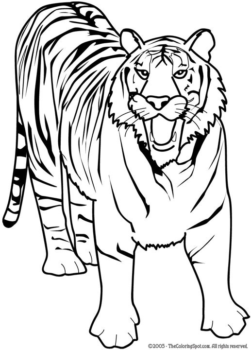 Tiger coloring page audio stories for kids free coloring pages colouring printables