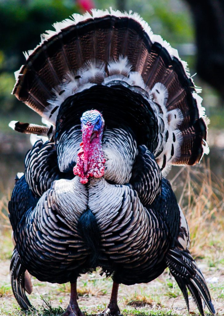 Free printable turkey coloring pages