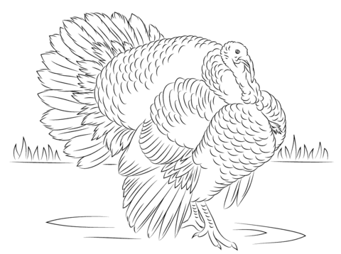 Bourbon red turkey tom coloring page free printable coloring pages