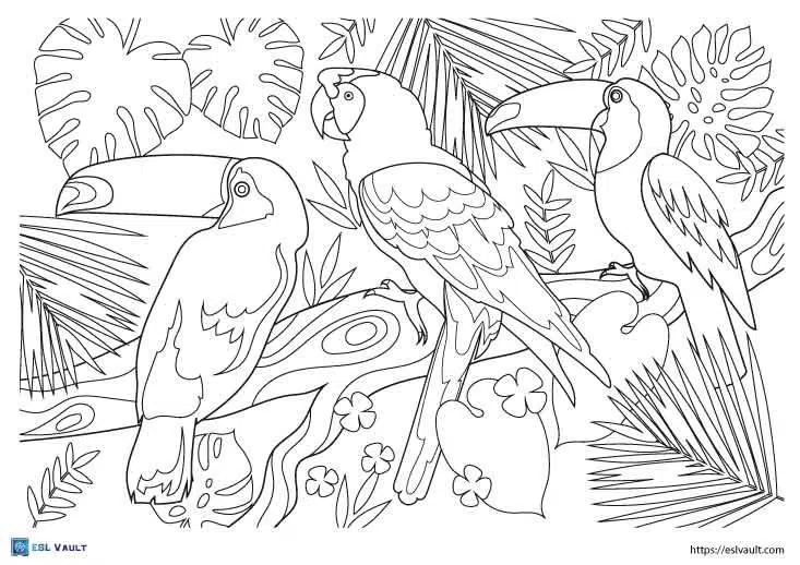 Free printable toucan coloring pages