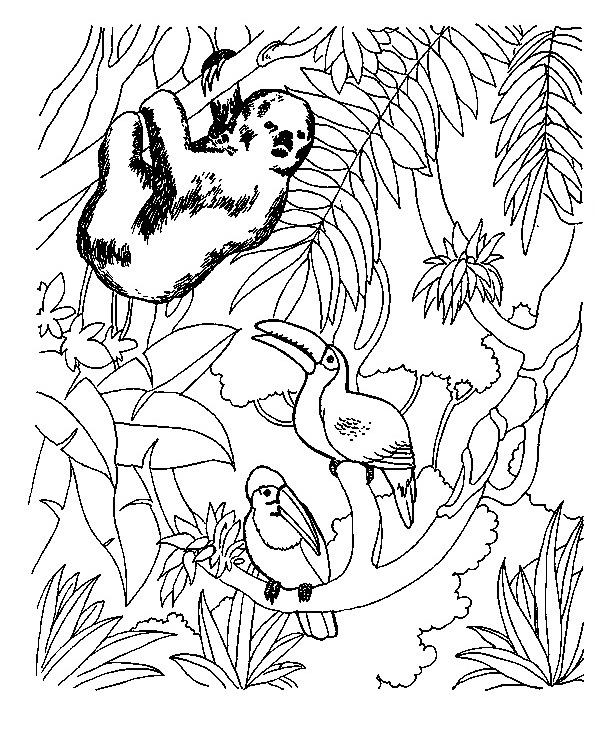 Toucan coloring pages