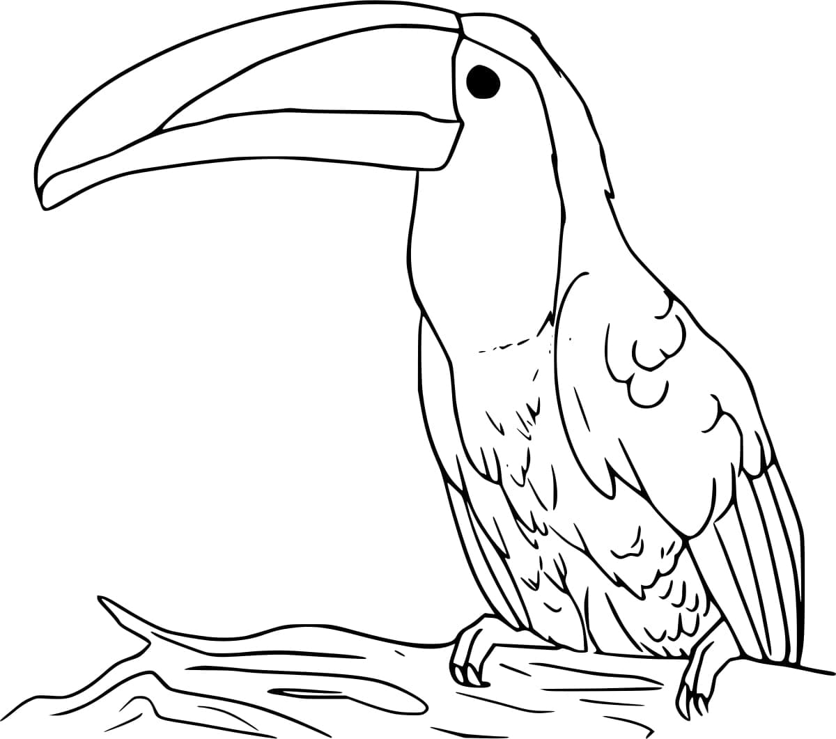 A toucan bird coloring page
