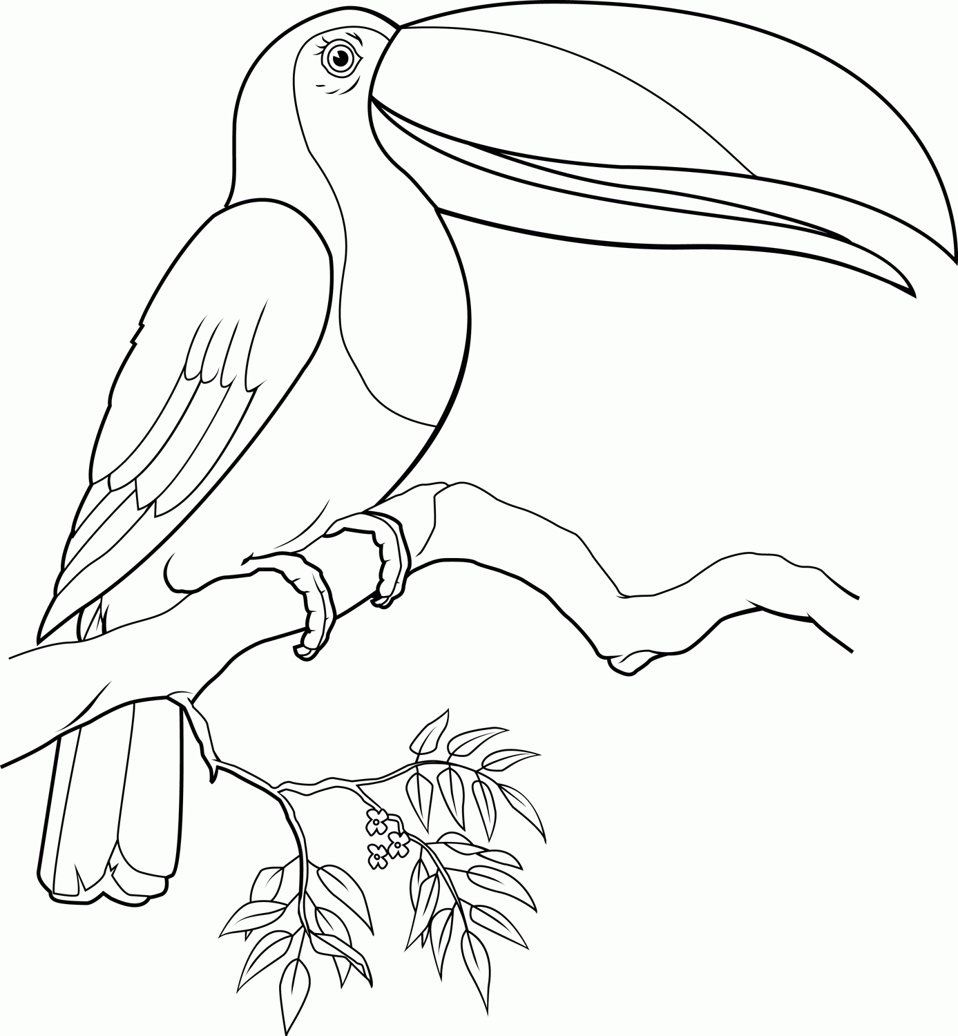Free toucan coloring page download free toucan coloring page png images free cliparts on clipart library