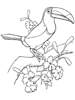 Toucans coloring pages