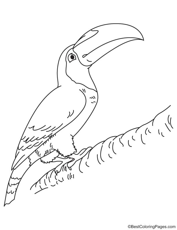 Toco toucan coloring page download free toco toucan coloring page for kids best coloring pages