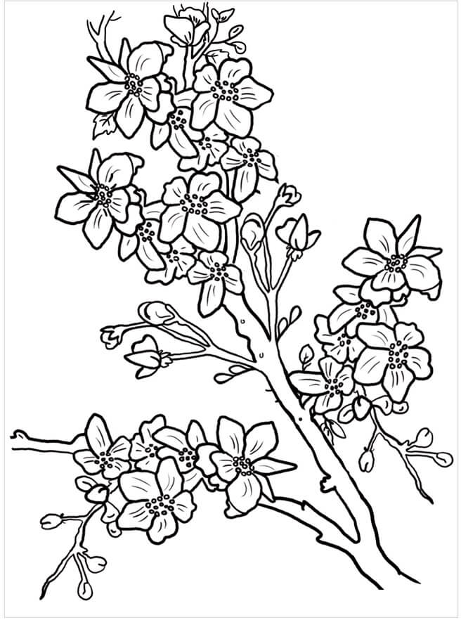 Free cherry blossom coloring page