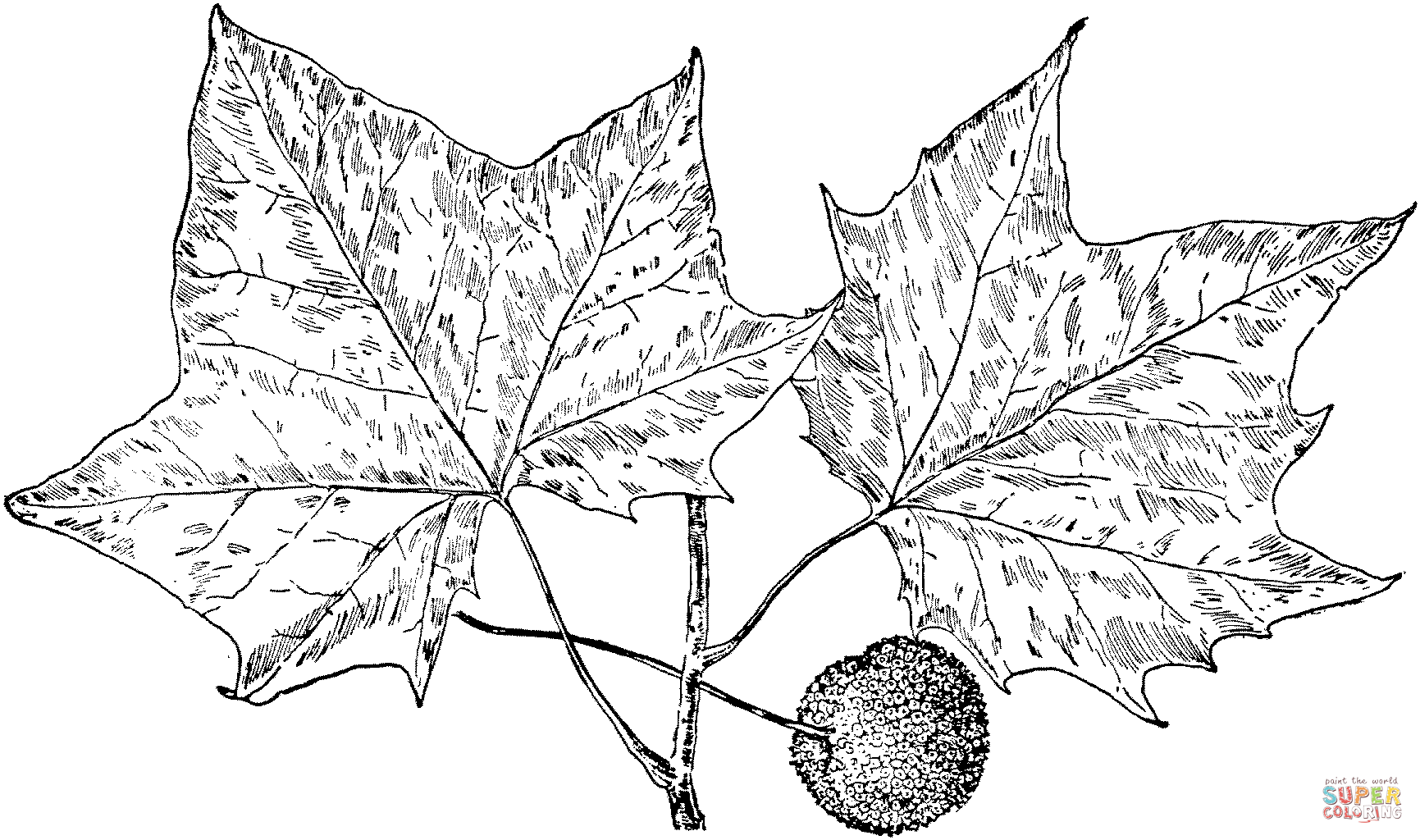 Sycamore tree leaves coloring page free printable coloring pages