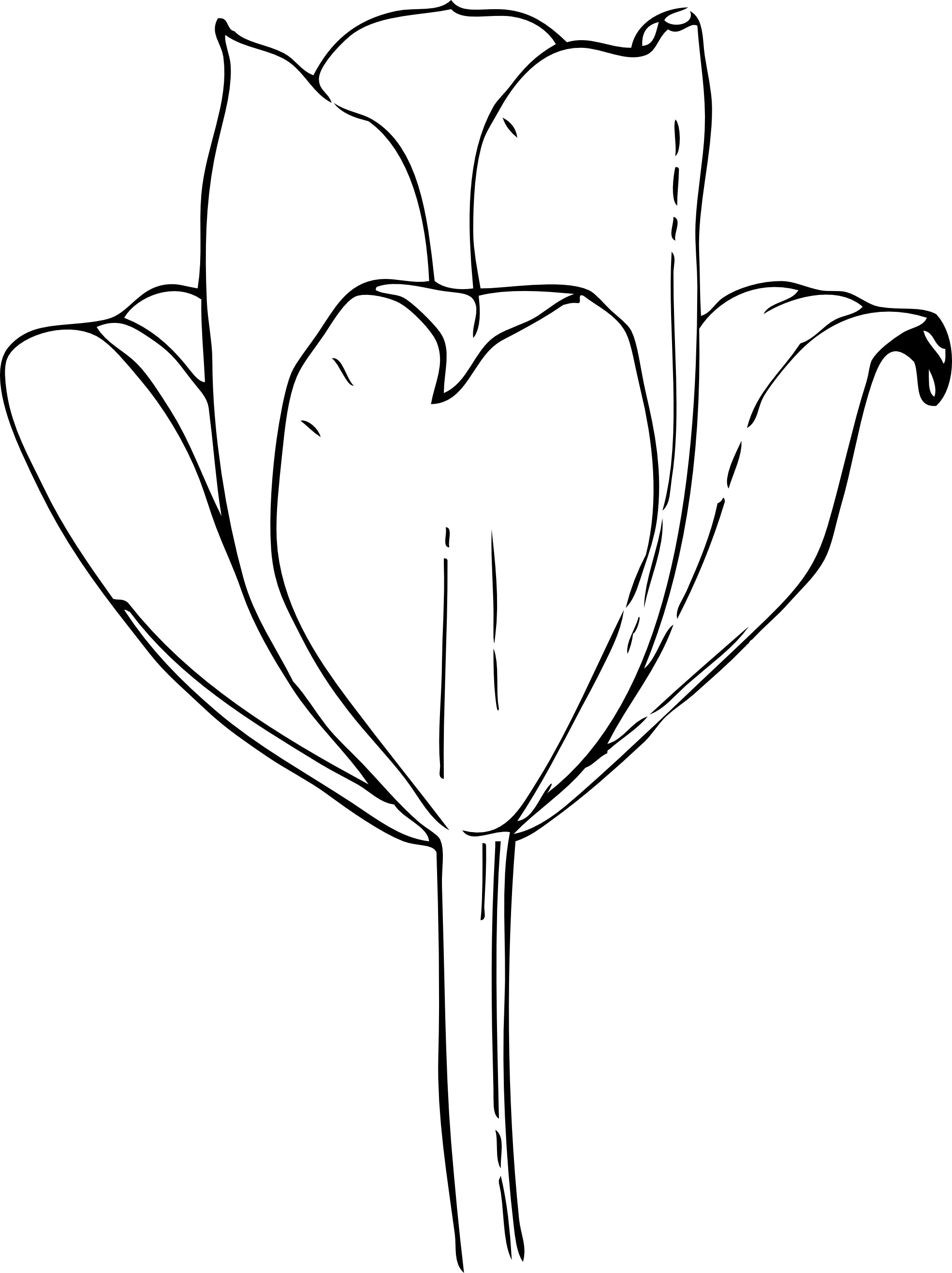 Free printable tulip coloring pages for kids