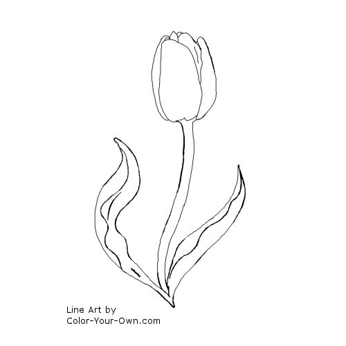 Tulip spring flower coloring page